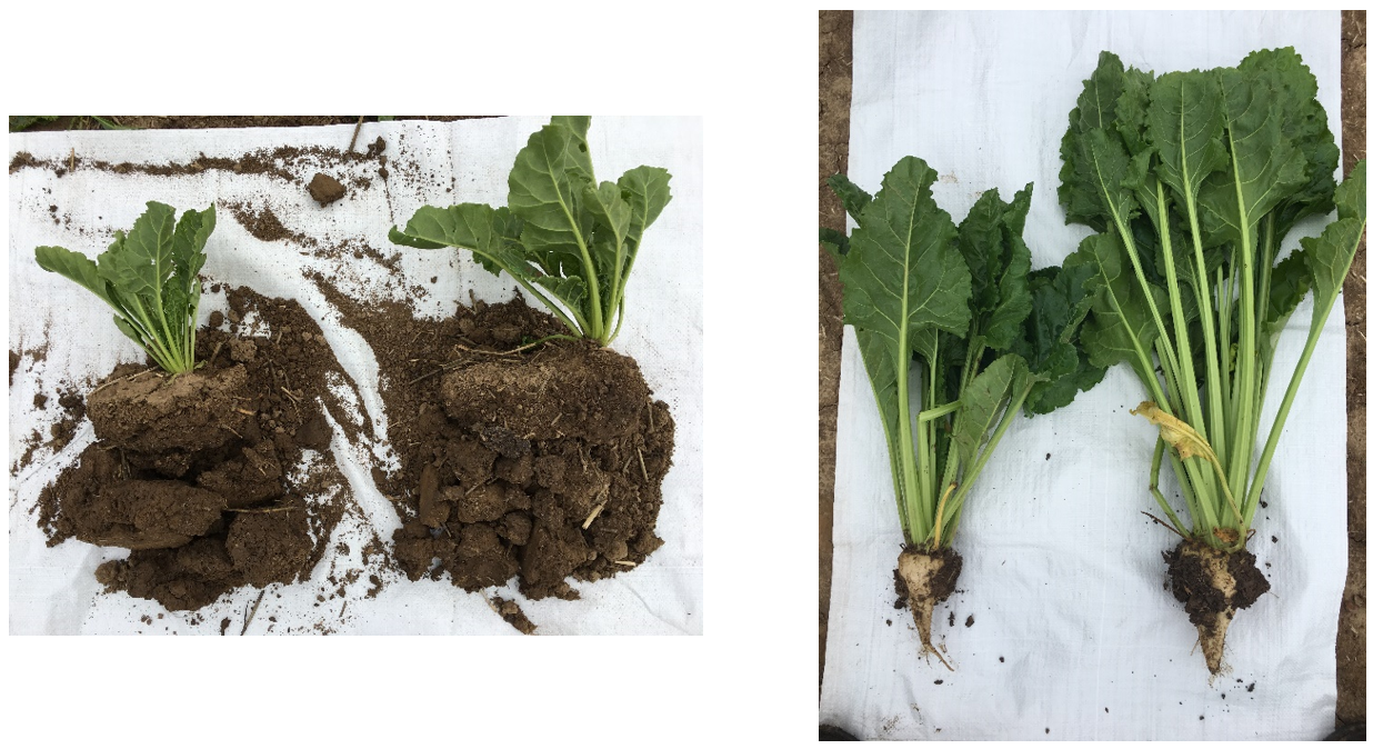 By improving the soil structure with organic manures, plant population on a test site (Terrington) improved by 15–20% over the control 